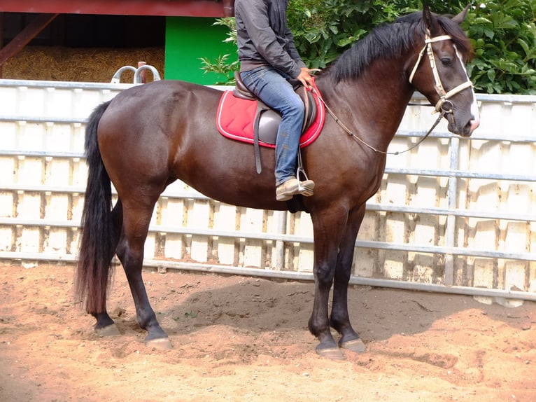 Heavy Warmblood Mare 3 years 16 hh Black in Buttstädt