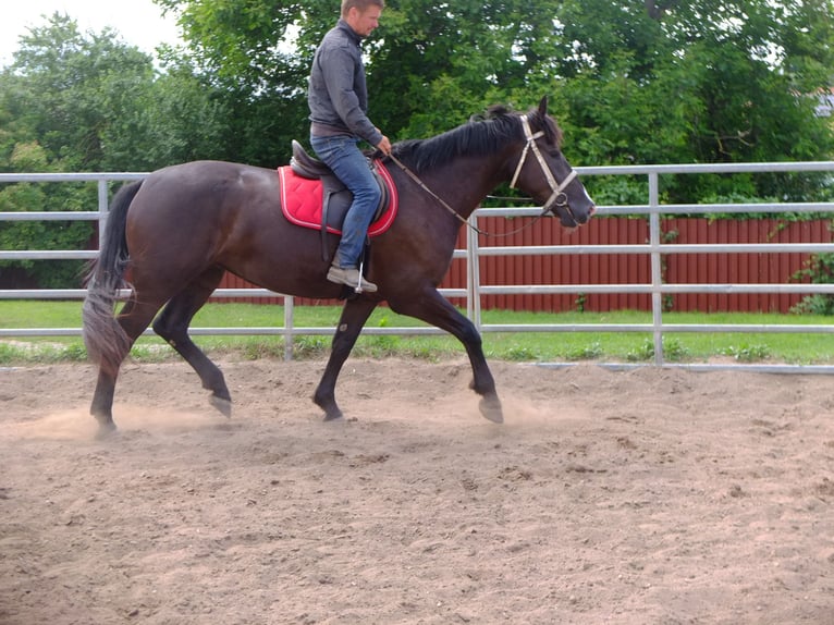 Heavy Warmblood Mare 3 years 16 hh Black in Buttstädt