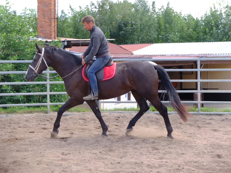 Heavy Warmblood Mare 3 years 16 hh Black in Buttstädt