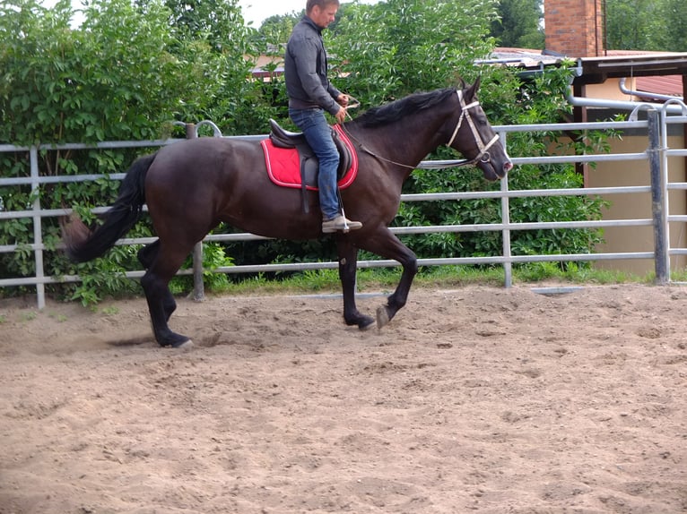 Heavy Warmblood Mare 3 years 16 hh Black in Buttstädt