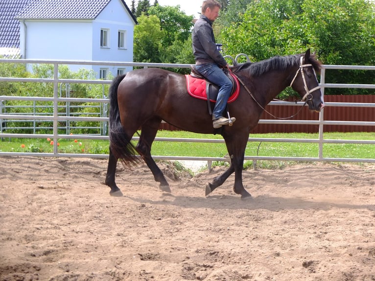 Heavy Warmblood Mare 3 years 16 hh Black in Buttstädt