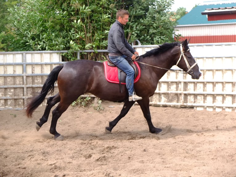 Heavy Warmblood Mare 3 years 16 hh Black in Buttstädt