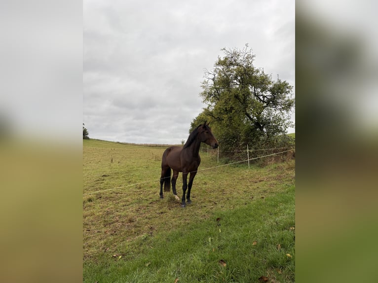 Heavy Warmblood Mare 3 years 16 hh Brown in Weimar