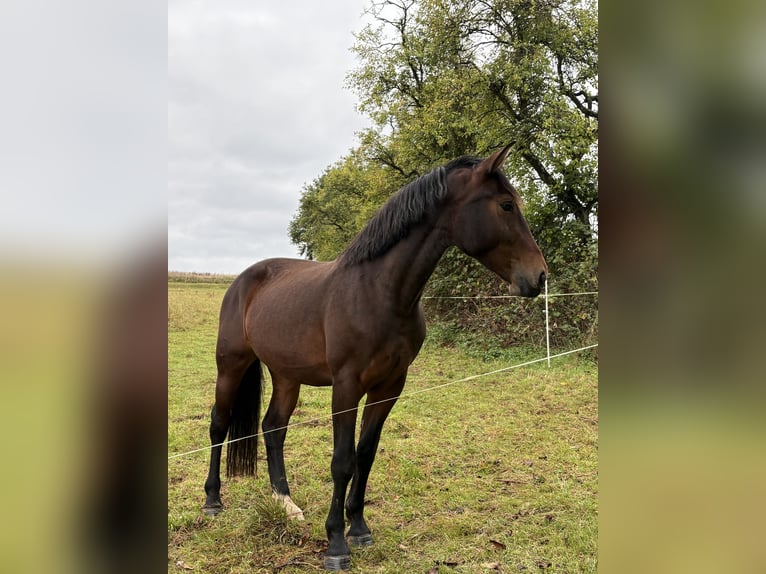 Heavy Warmblood Mare 3 years 16 hh Brown in Weimar