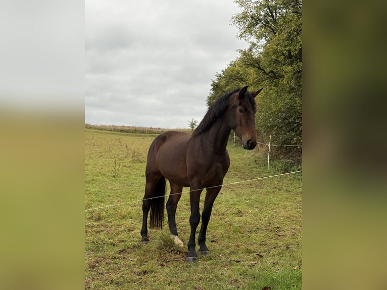 Heavy Warmblood Mare 3 years 16 hh Brown in Weimar
