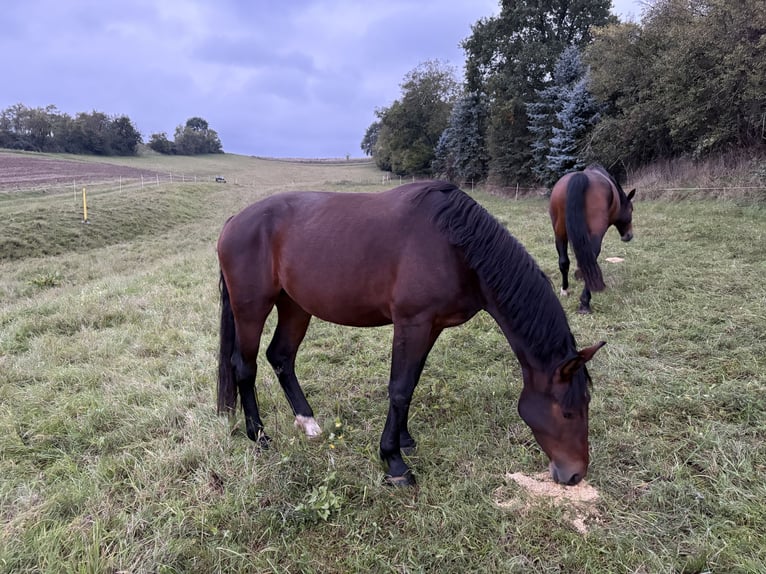 Heavy Warmblood Mare 3 years 16 hh Brown in Weimar