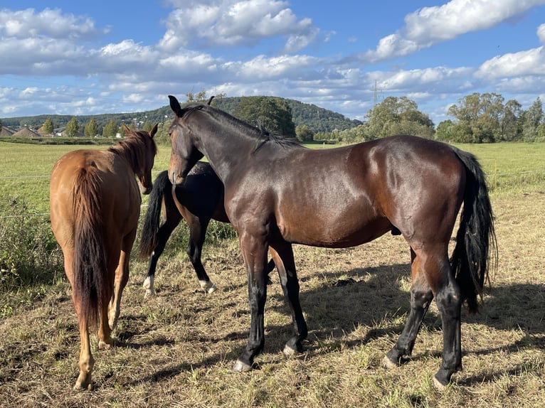 Heavy Warmblood Mare 3 years 16 hh Brown in Weimar