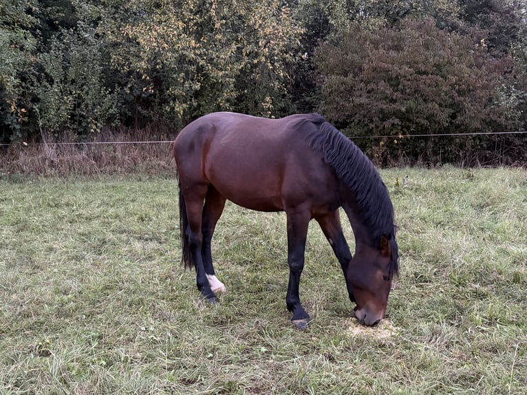 Heavy Warmblood Mare 3 years 16 hh Brown in Weimar