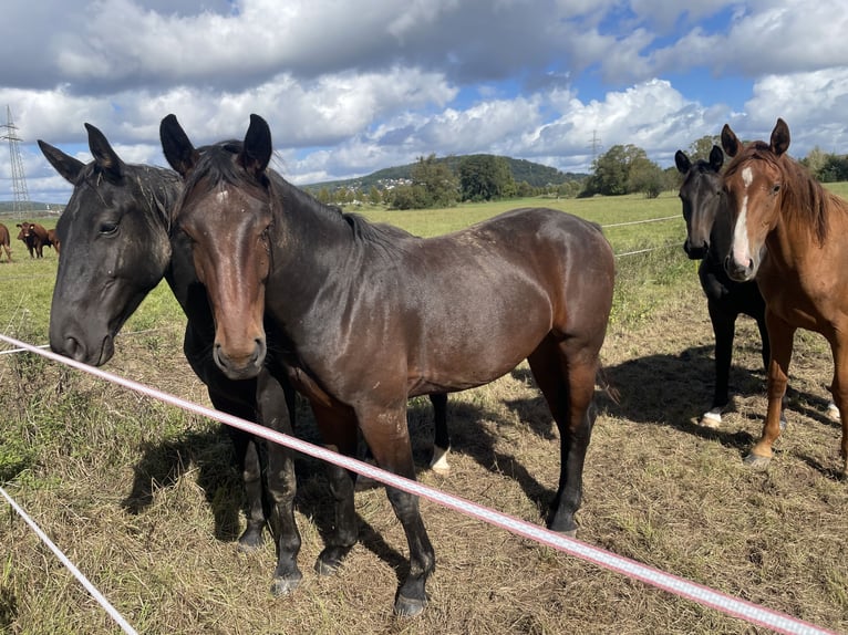 Heavy Warmblood Mare 3 years 16 hh Brown in Weimar