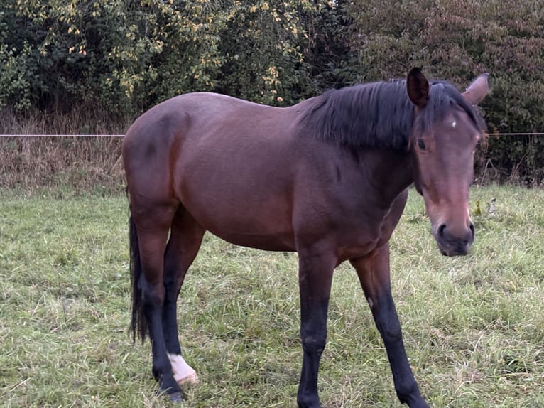 Heavy Warmblood Mare 3 years 16 hh Brown in Weimar