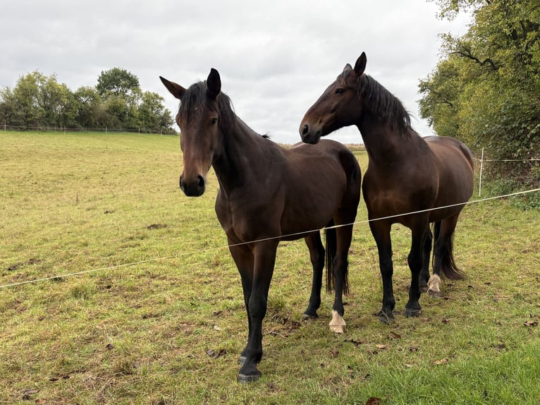 Heavy Warmblood Mare 3 years 16 hh Brown in Weimar