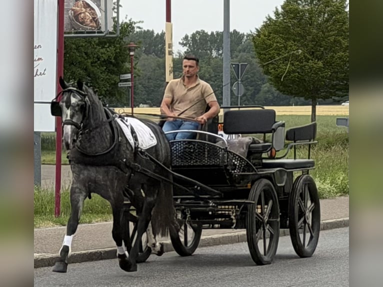 Heavy Warmblood Mix Mare 3 years 16 hh Grey-Dapple in Riedlingen