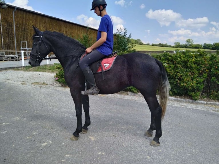 Heavy Warmblood Mare 3 years 16 hh Grey-Dark-Tan in Kamenz