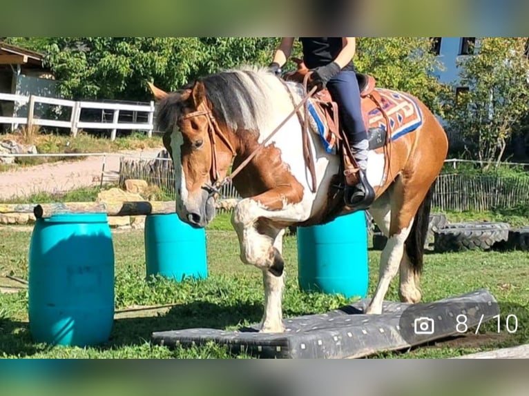 Heavy Warmblood Mare 4 years 14,1 hh Pinto in Kasendorf