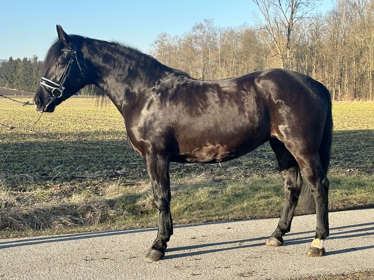 Heavy Warmblood Mix Mare 4 years 15,1 hh Black in Riedlingen