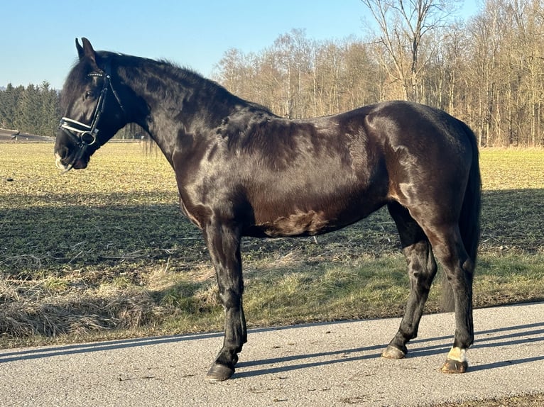 Heavy Warmblood Mix Mare 4 years 15,1 hh Black in Riedlingen