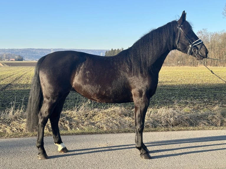 Heavy Warmblood Mix Mare 4 years 15,1 hh Black in Riedlingen