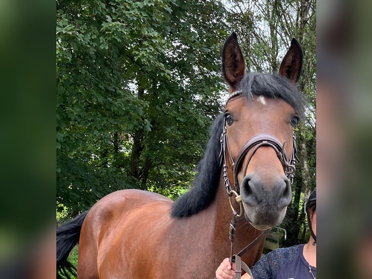 Heavy Warmblood Mix Mare 4 years 15,1 hh Brown in Bochum