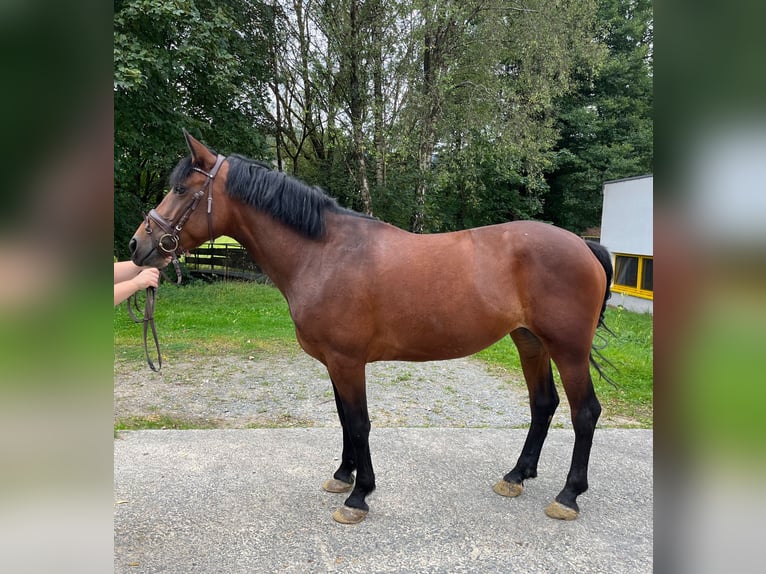 Heavy Warmblood Mix Mare 4 years 15,1 hh Brown in Bochum