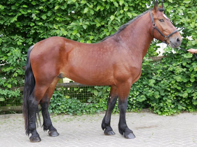 Heavy Warmblood Mix Mare 4 years 15,1 hh in Dorsten