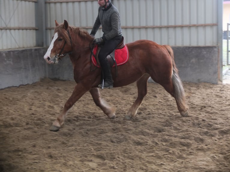 Heavy Warmblood Mix Mare 4 years 15,1 hh Chestnut-Red in Buttstädt