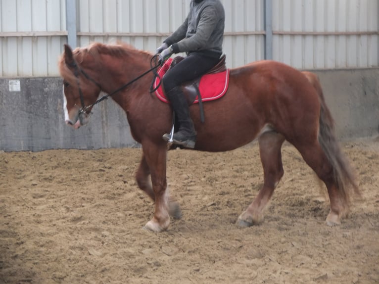 Heavy Warmblood Mix Mare 4 years 15,1 hh Chestnut-Red in Buttstädt