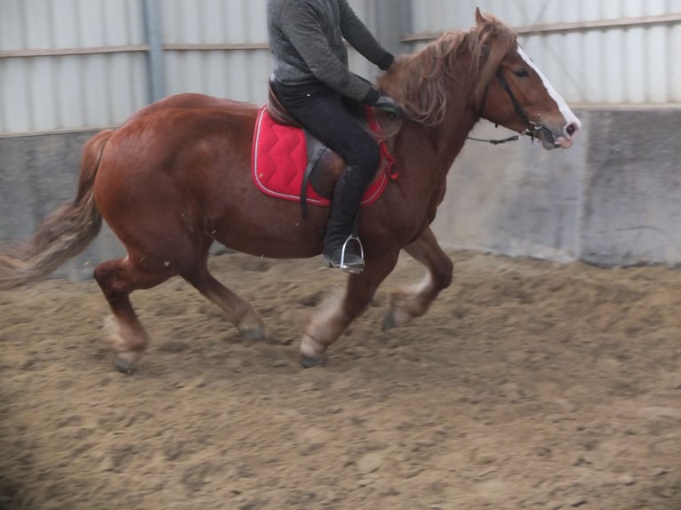 Heavy Warmblood Mix Mare 4 years 15,1 hh Chestnut-Red in Buttstädt