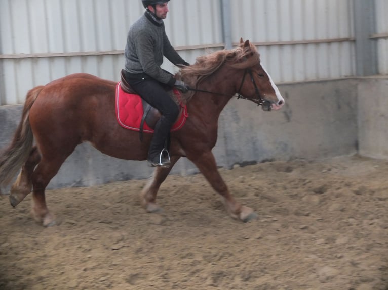 Heavy Warmblood Mix Mare 4 years 15,1 hh Chestnut-Red in Buttstädt