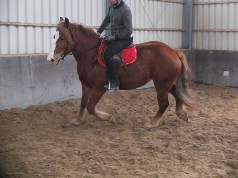 Heavy Warmblood Mix Mare 4 years 15,1 hh Chestnut-Red in Buttstädt