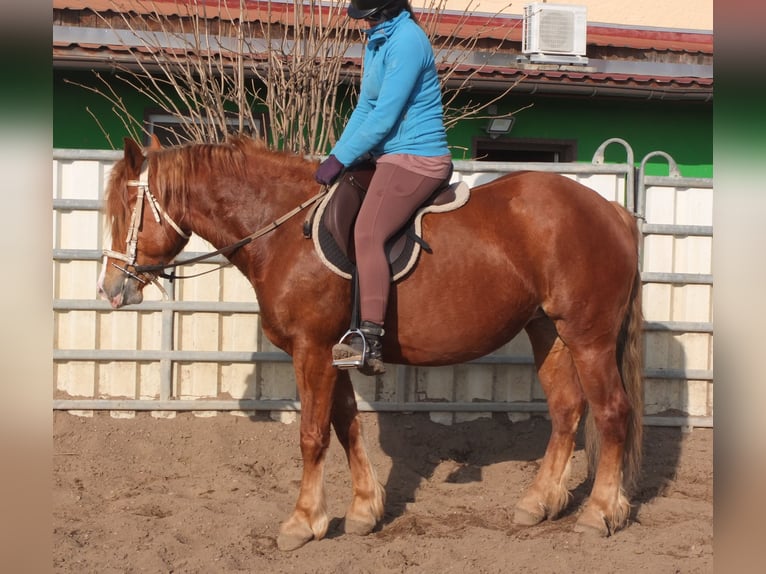 Heavy Warmblood Mix Mare 4 years 15,1 hh Chestnut-Red in Buttst&#xE4;dt