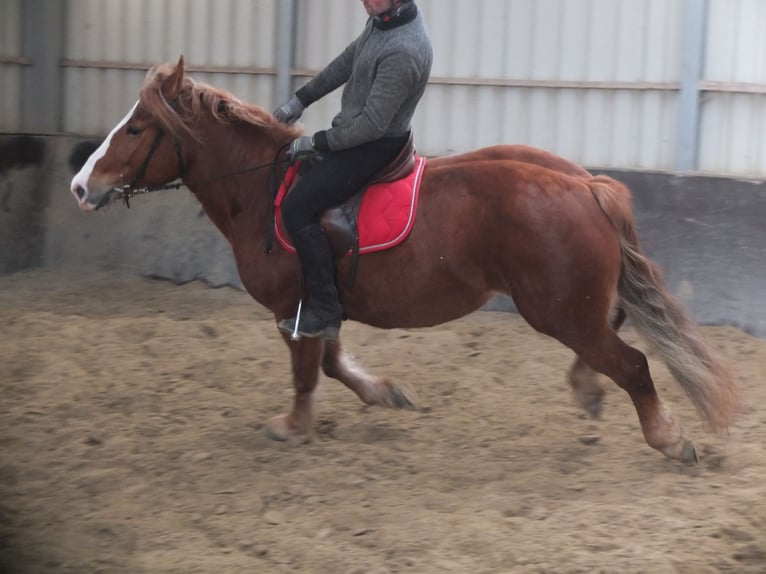 Heavy Warmblood Mix Mare 4 years 15,1 hh Chestnut-Red in Buttstädt