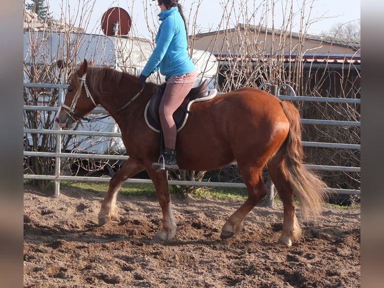 Heavy Warmblood Mix Mare 4 years 15,1 hh Chestnut-Red in Buttst&#xE4;dt