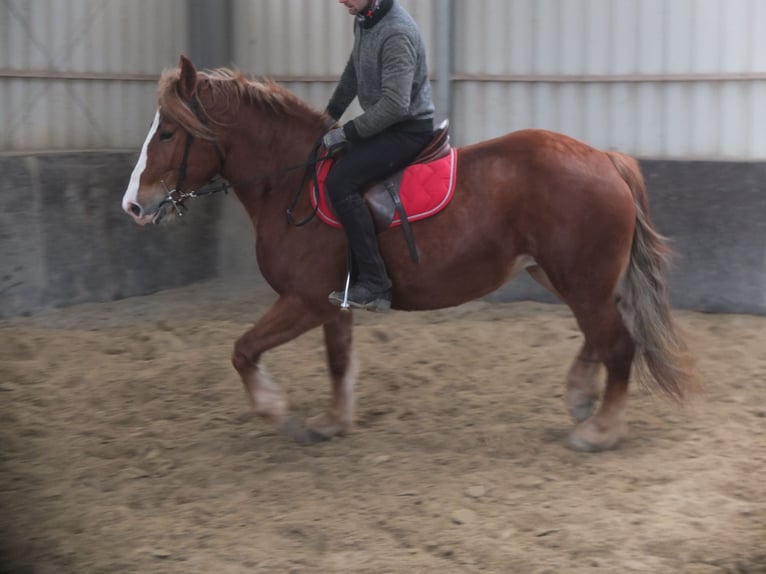 Heavy Warmblood Mix Mare 4 years 15,1 hh Chestnut-Red in Buttstädt