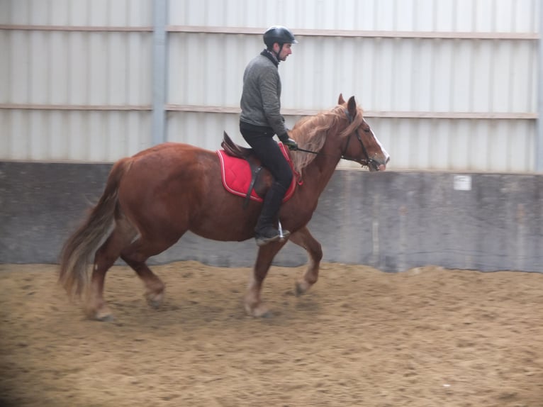 Heavy Warmblood Mix Mare 4 years 15,1 hh Chestnut-Red in Buttstädt