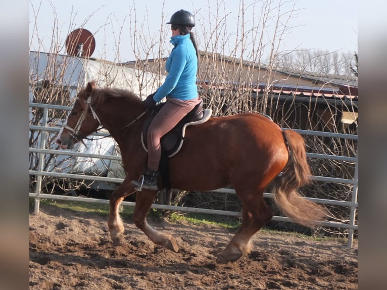 Heavy Warmblood Mix Mare 4 years 15,1 hh Chestnut-Red in Buttst&#xE4;dt