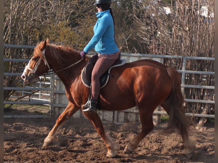 Heavy Warmblood Mix Mare 4 years 15,1 hh Chestnut-Red in Buttst&#xE4;dt