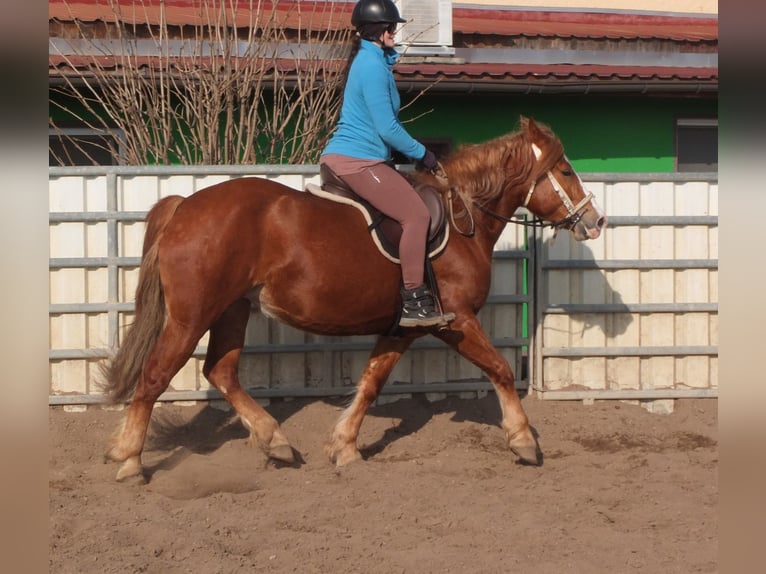 Heavy Warmblood Mix Mare 4 years 15,1 hh Chestnut-Red in Buttst&#xE4;dt