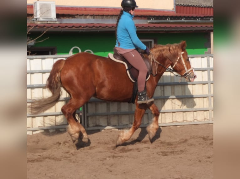 Heavy Warmblood Mix Mare 4 years 15,1 hh Chestnut-Red in Buttst&#xE4;dt