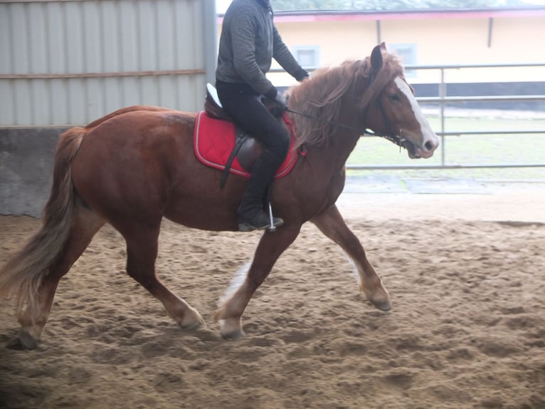 Heavy Warmblood Mix Mare 4 years 15,1 hh Chestnut-Red in Buttstädt