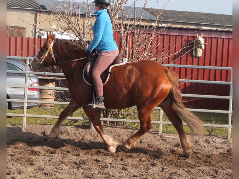 Heavy Warmblood Mix Mare 4 years 15,1 hh Chestnut-Red in Buttst&#xE4;dt