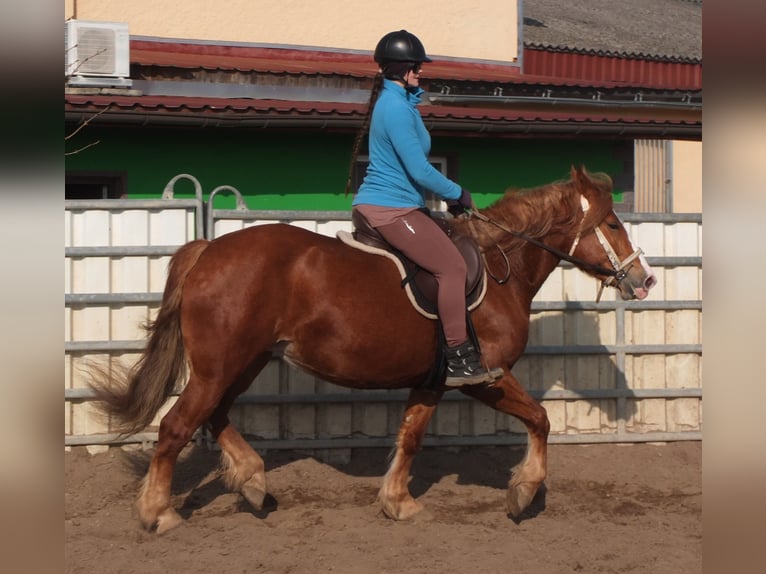 Heavy Warmblood Mix Mare 4 years 15,1 hh Chestnut-Red in Buttst&#xE4;dt