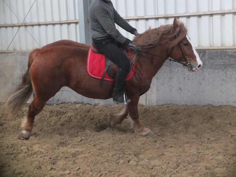 Heavy Warmblood Mix Mare 4 years 15,1 hh Chestnut-Red in Buttstädt