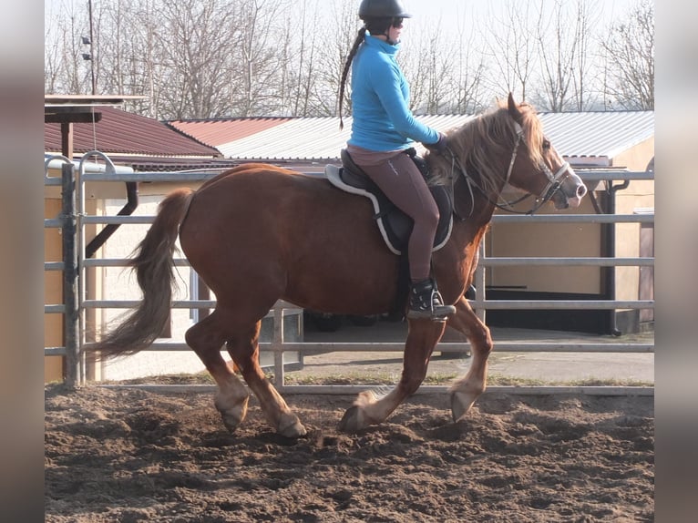 Heavy Warmblood Mix Mare 4 years 15,1 hh Chestnut-Red in Buttst&#xE4;dt