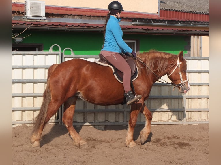 Heavy Warmblood Mix Mare 4 years 15,1 hh Chestnut-Red in Buttst&#xE4;dt