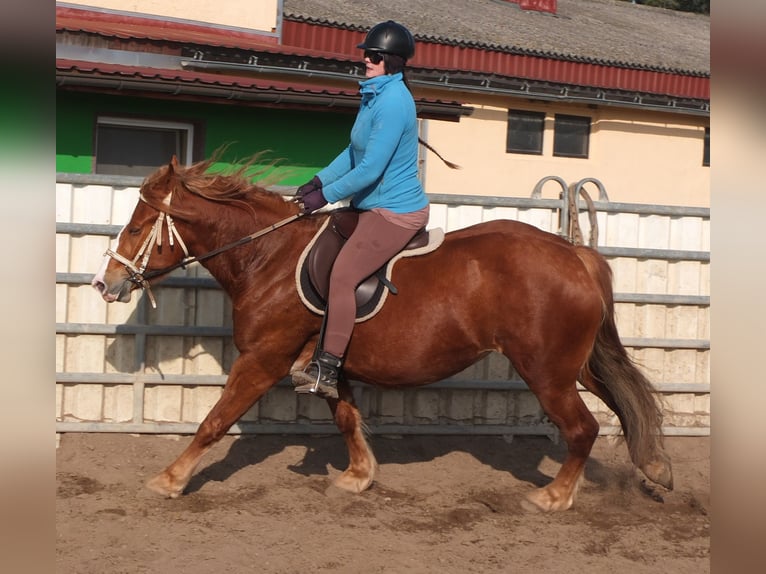 Heavy Warmblood Mix Mare 4 years 15,1 hh Chestnut-Red in Buttst&#xE4;dt