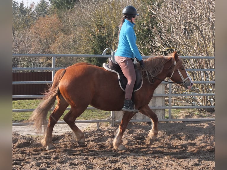 Heavy Warmblood Mix Mare 4 years 15,1 hh Chestnut-Red in Buttst&#xE4;dt