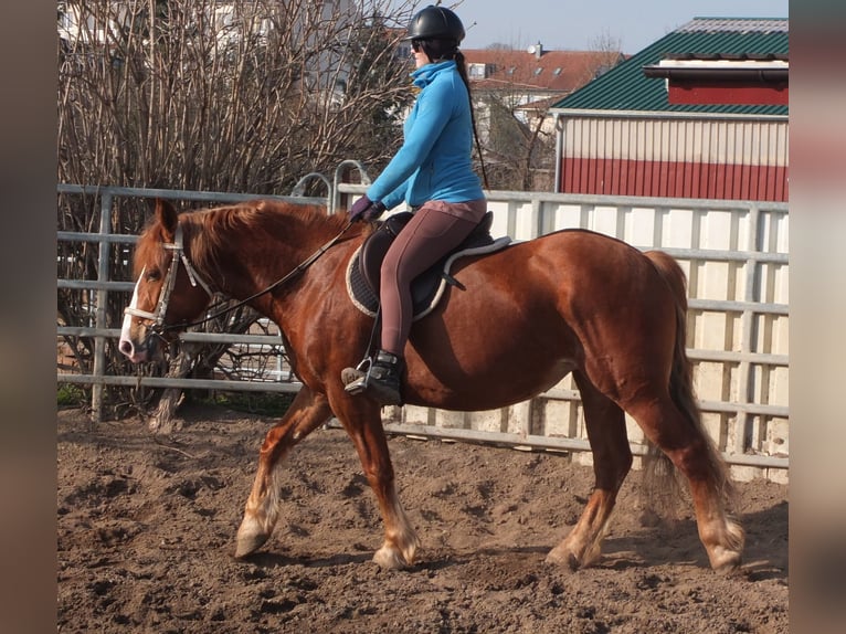 Heavy Warmblood Mix Mare 4 years 15,1 hh Chestnut-Red in Buttst&#xE4;dt