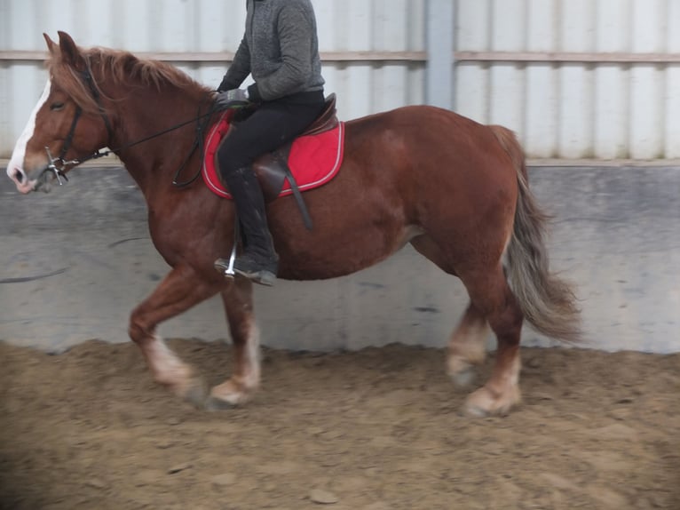 Heavy Warmblood Mix Mare 4 years 15,1 hh Chestnut-Red in Buttstädt