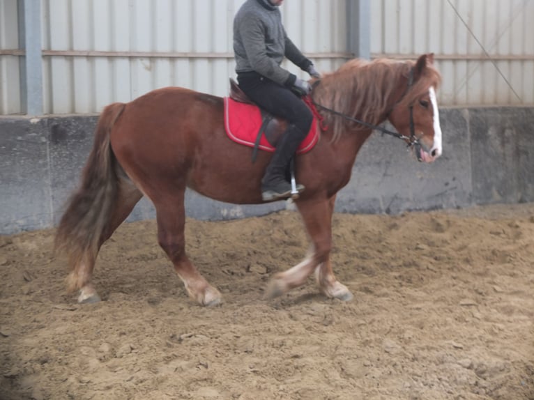 Heavy Warmblood Mix Mare 4 years 15,1 hh Chestnut-Red in Buttstädt