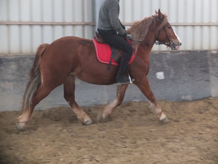 Heavy Warmblood Mix Mare 4 years 15,1 hh Chestnut-Red in Buttstädt